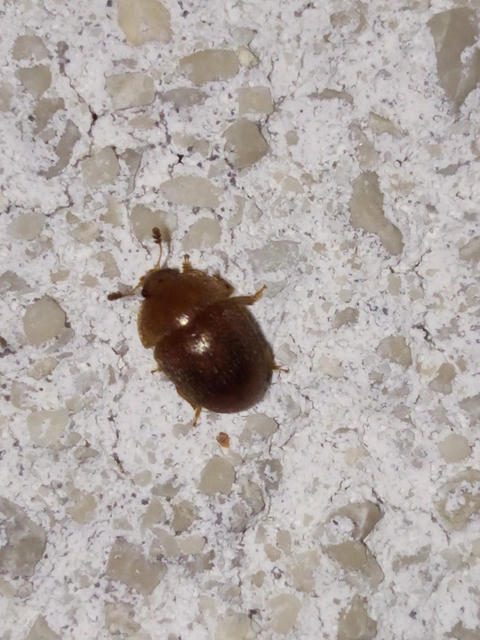 Cychramus luteus - sárga fénybogár Cychramus luteus - sárga fénybogár