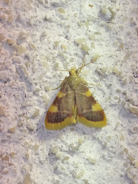 Hypsopygia costalis - szénailonca