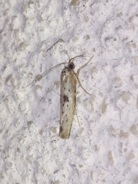 Yponomeuta plumbella - pókhálós bengemoly