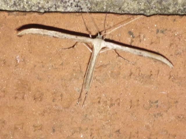 Pterophoridae - tollasmolyfélék
