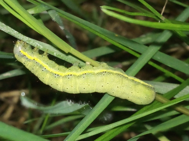 Lacanobia oleracea - saláta-kertibagoly