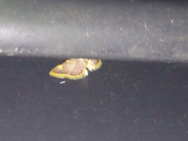 Hypsopygia costalis - szénailonca