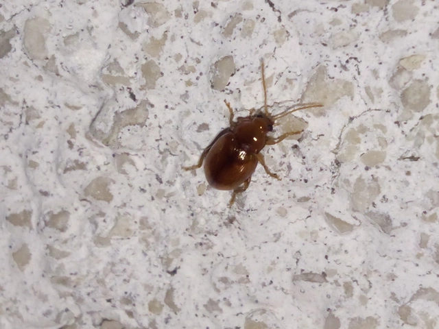 Neocrepidodera
