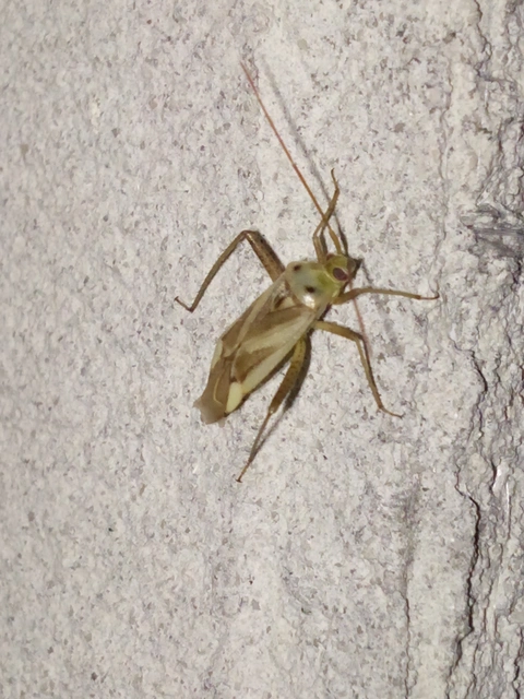 Adelphocoris lineolatus - lucernapoloska
