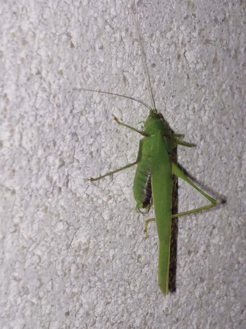 Phaneroptera nana - pontozott repülőszöcske