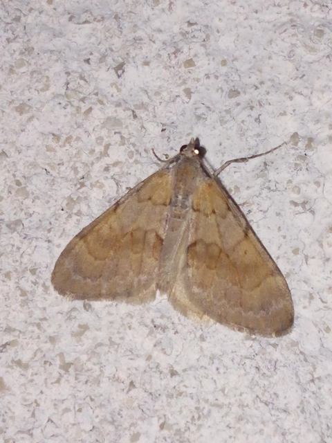 Pennithera firmata - sárgásvörös fenyőaraszoló