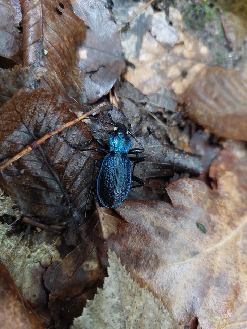 Carabus intricatus - kék laposfutrinka