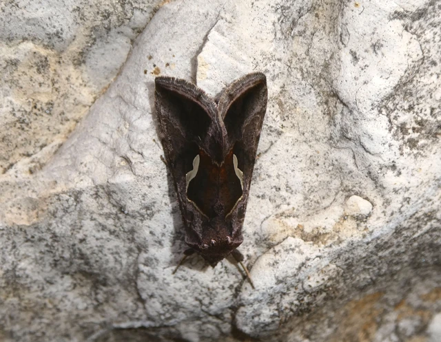 Macdunnoughia confusa - cseppfoltos ezüstbagoly