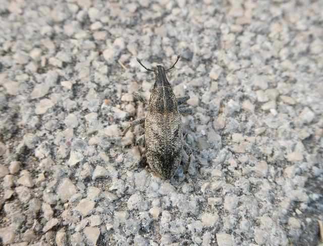 Cleonis pigra - közönséges bogáncsbarkó