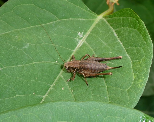 Pholidoptera griseoaptera - szürke avarszöcske