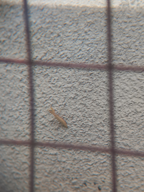 Mantis religiosa - imádkozósáska