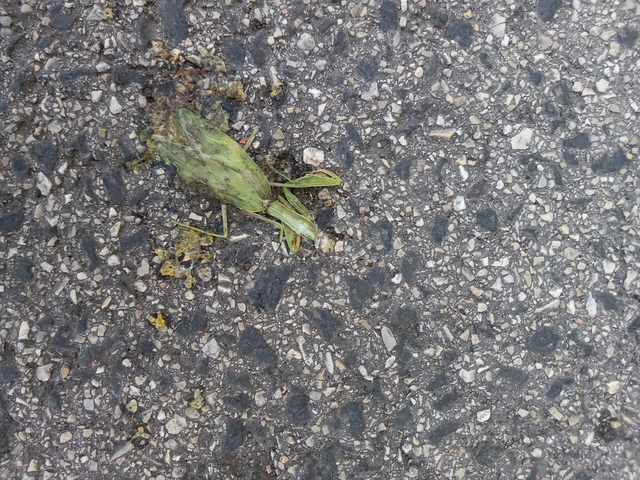 Mantis religiosa - imádkozósáska