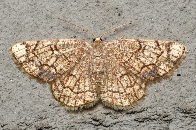 Stegania dilectaria - fehérnyár-araszoló