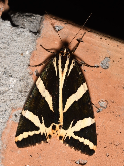 Euplagia quadripunctaria - csíkos medvelepke