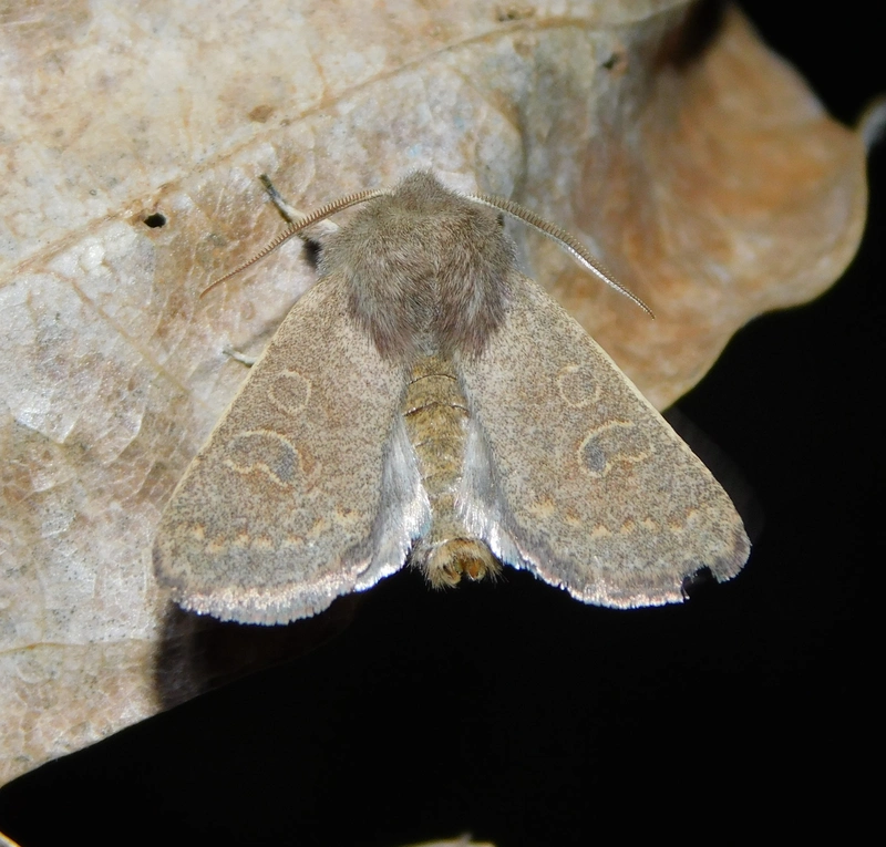 Dioszeghyana schmidtii - magyar barkabagoly