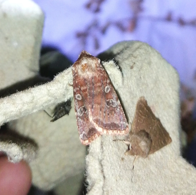 Cerastis leucographa - fehérjegyes tavaszibagoly