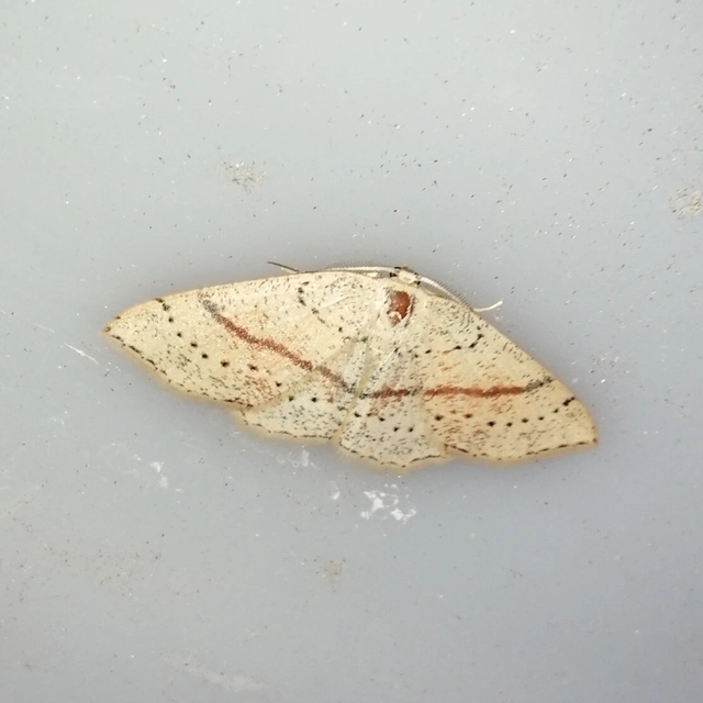 Cyclophora punctaria - sávos pettyesaraszoló