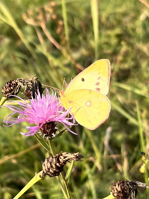 Colias hyale - kéneslepke