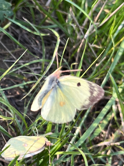 Colias hyale - kéneslepke