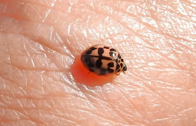 Oenopia conglobata - rózsás katica