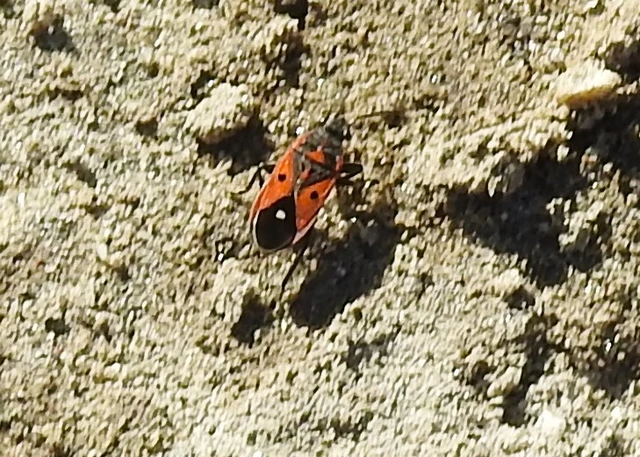 Melanocoryphus tristrami