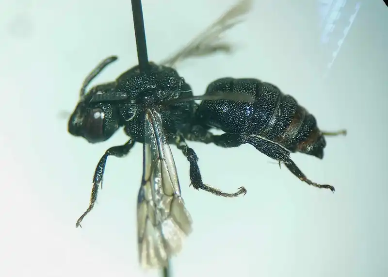 Biastes brevicornis