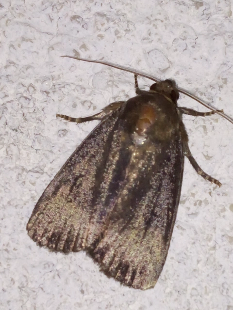 Amphipyra livida - zsírfényű bagoly