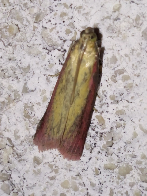 Oncocera semirubella - lucernamoly
