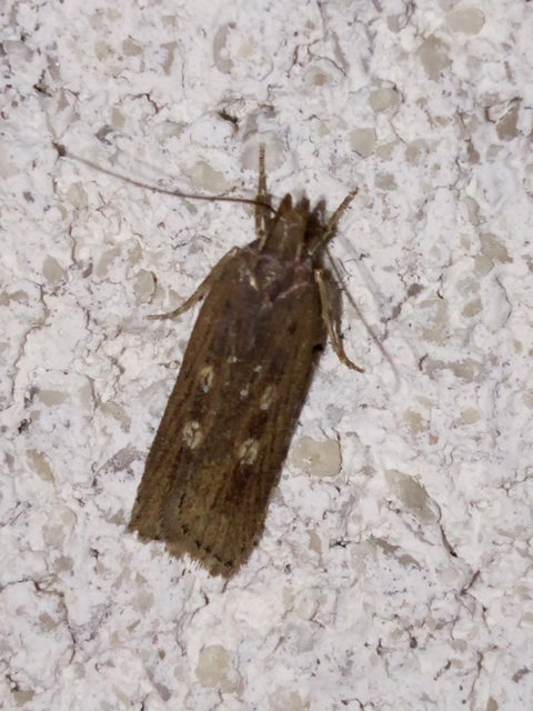 Helcystogramma