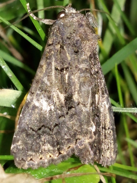 Anophia leucomelas - déli folyófűbagoly