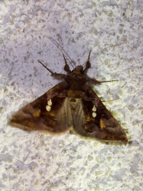 Chrysodeixis chalcites - déli aranybagoly