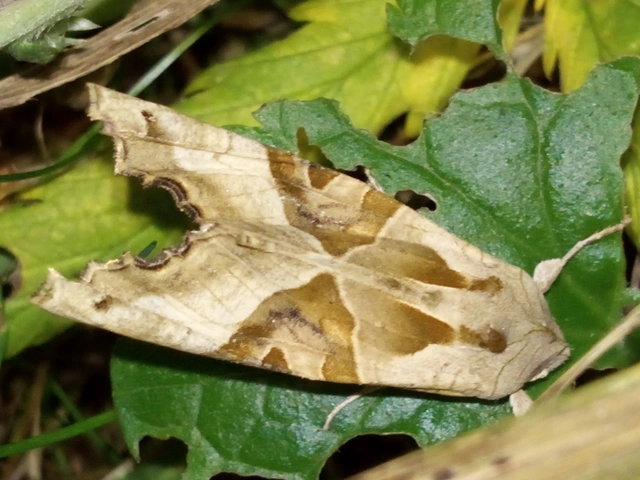 Phlogophora meticulosa - vándorló csipkésbagoly