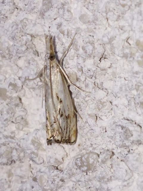 Catoptria falsella - hálós fűgyökérmoly