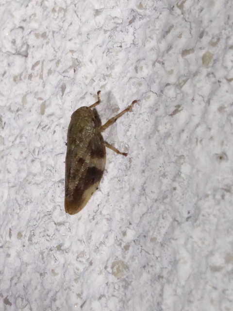 Aphrophora alni