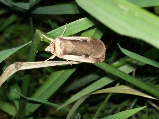 Ochropleura plecta - fehérszegélyű fűbagoly