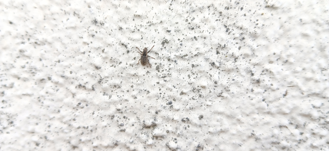 Sitona hispidulus - szőrös csipkézőbogár