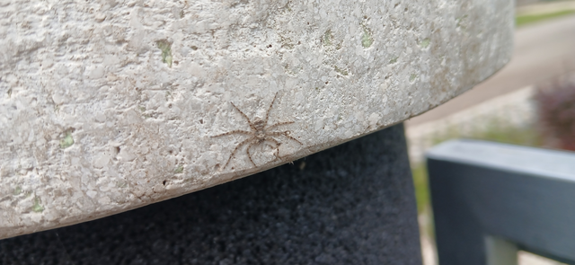 Philodromus