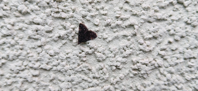 Heliothela wulfeniana - fényes kormosmoly