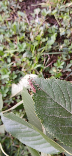 Camptopus lateralis - görbelábú karimáspoloska