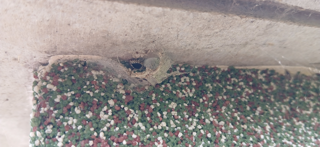 Exochomus quadripustulatus - négyfoltos szerecsenkata
