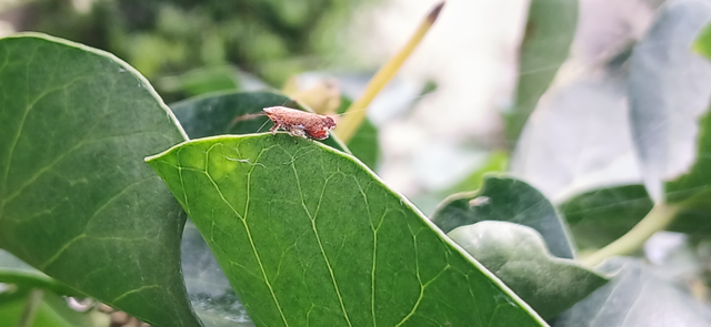 Fieberiella