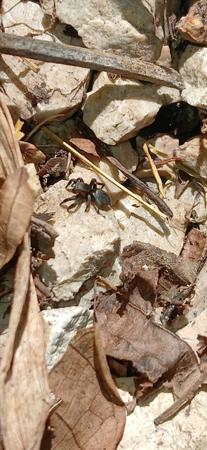 Phlegra fasciata - sávos ugrópók
