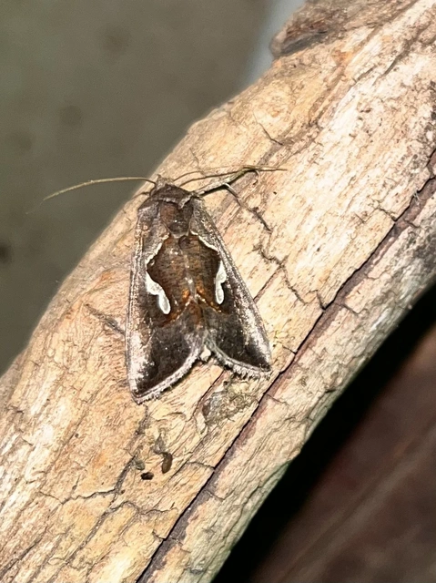 Macdunnoughia confusa - cseppfoltos ezüstbagoly