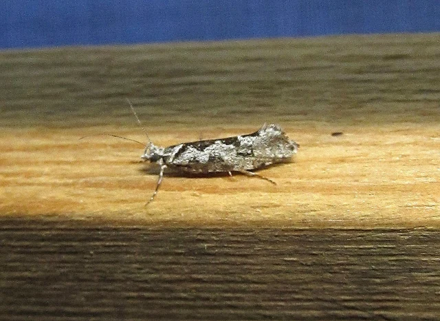 Ypsolopha sequella - ligeti tarkamoly