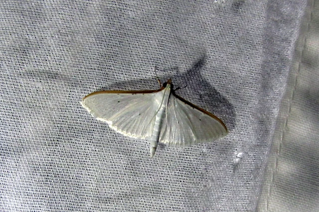Palpita vitrealis - hófehér tűzmoly