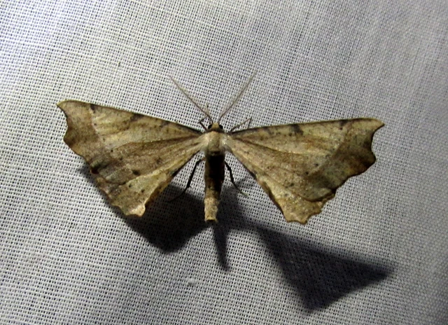 Artiora evonymaria - kecskerágó-araszoló