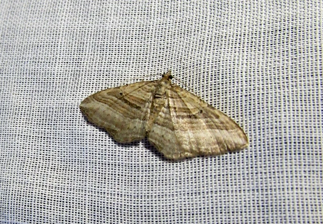 Costaconvexa polygrammata - soksávú araszoló