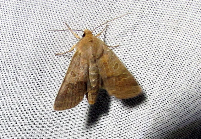 Anchoscelis nitida - rozsdabarna őszibagoly