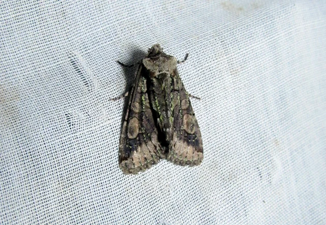 Allophyes oxyacanthae - galagonyabagoly