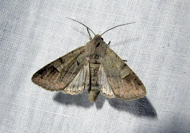 Ammoconia caecimacula - szürke őszibagoly